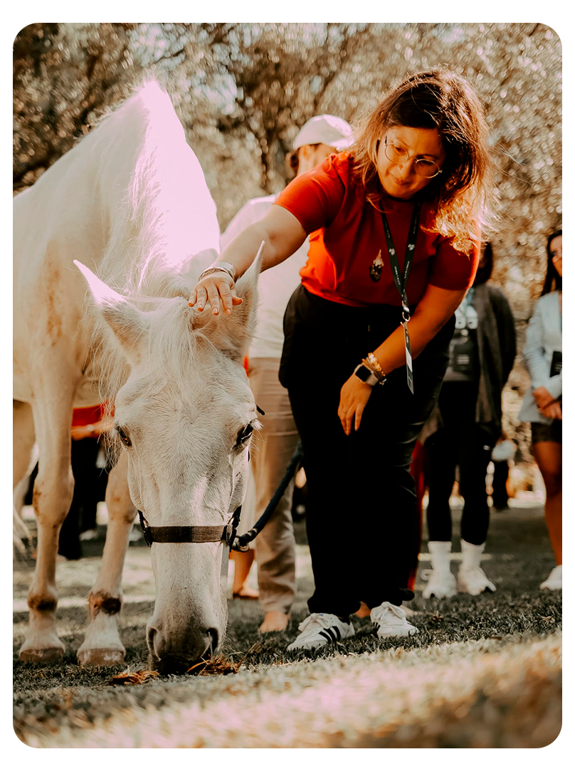 Grupos de Constelação com Cavalo